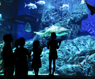 The Deep Aquarium