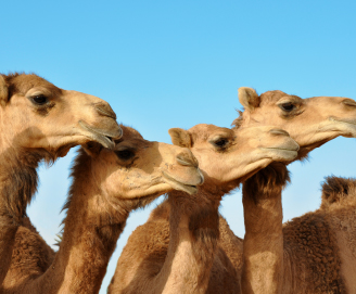 Camelicious Camel Farm