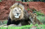 Kariega Game Reserve image