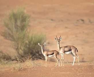 Al Hefaiyah Mountain Conservation Centre UAE