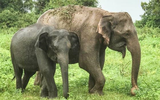 Two elephants