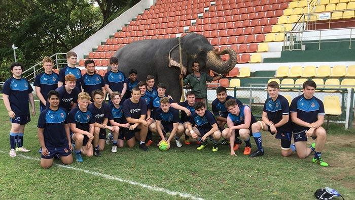 team, elephant