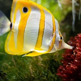 Oceanarium Lisbon