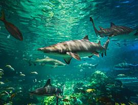 Ripley's Aquarium of Canada