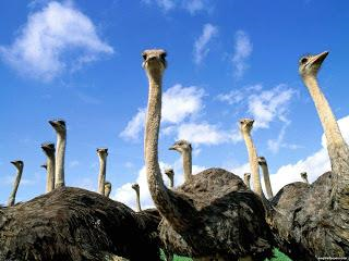 Safari Ostrich Farm