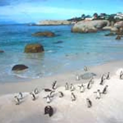 Boulders Beach Penguin Colony Boulders Beach Penguin Colony
