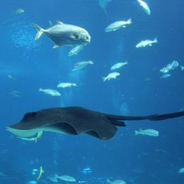 Mediterraneo Marine Park