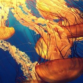 Sea Life Centre