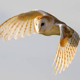 Scottish Owl Centre