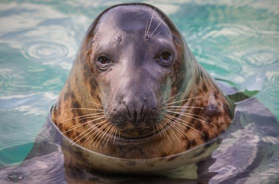 Cornish Seal Sanctuary
