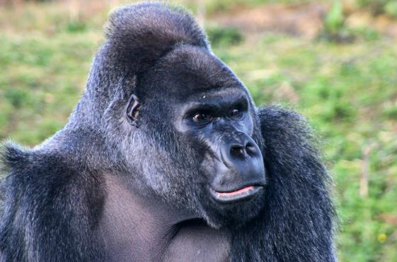 Ape Image