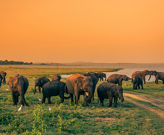 Minneriya National Park