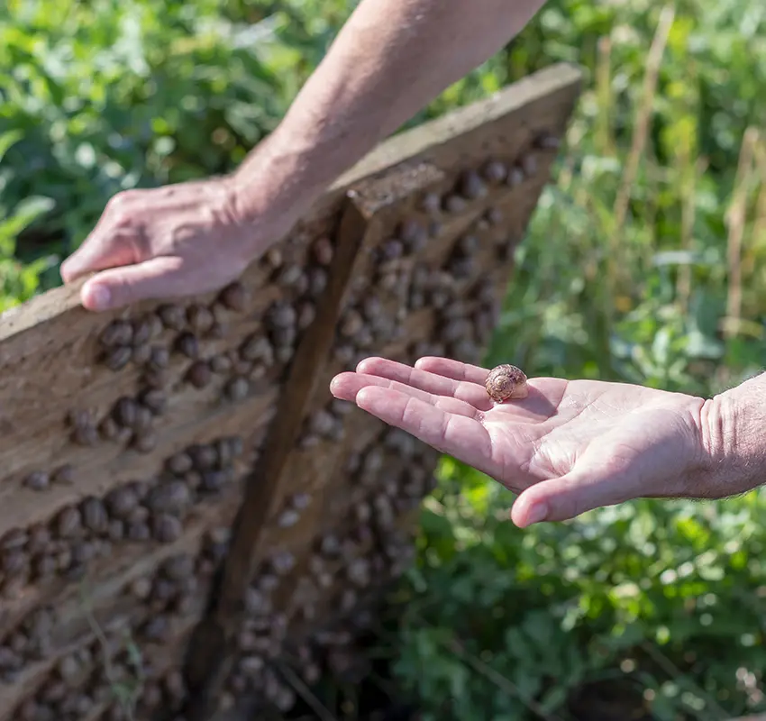 Ferme aux Escargots - Snail Farm