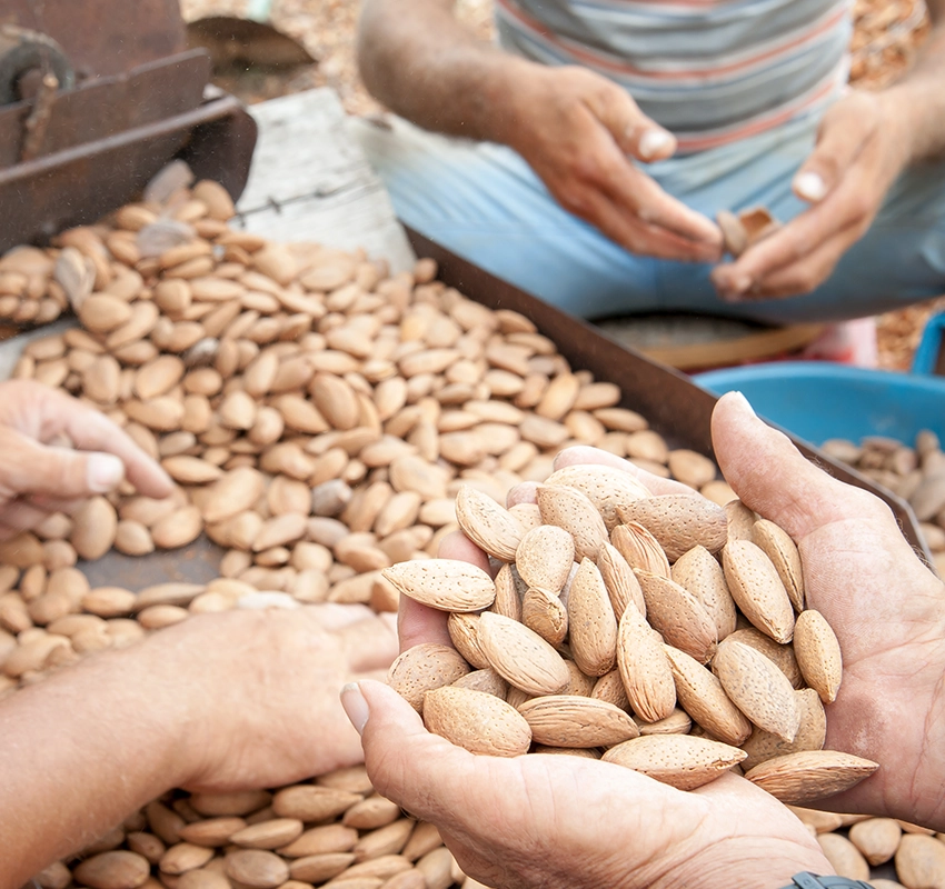 Almond factory farmers sifting through almonds