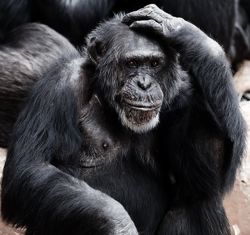 La Vallée des Singes