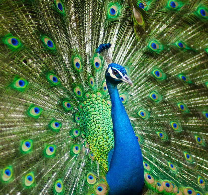 Lille Zoo