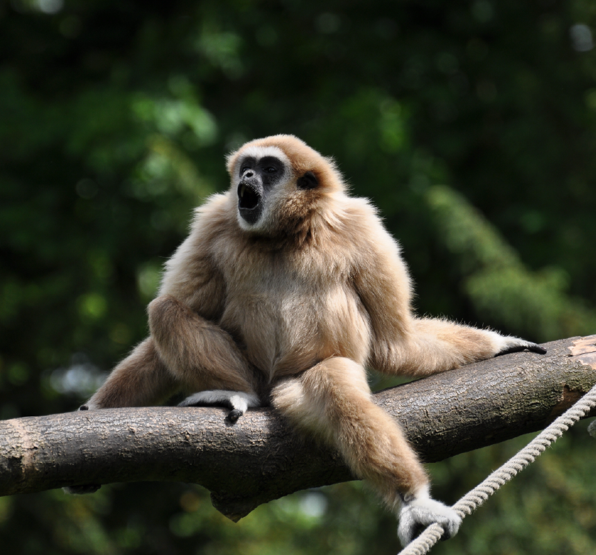 Zoo Amiens Métropole - gibbon