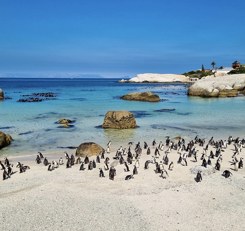 Boulders Beach Penguin Colony