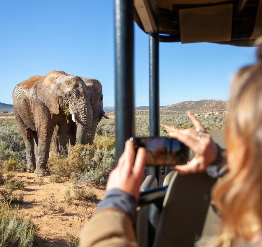 Visitor taking photo of elephant on a game drive in South Africa