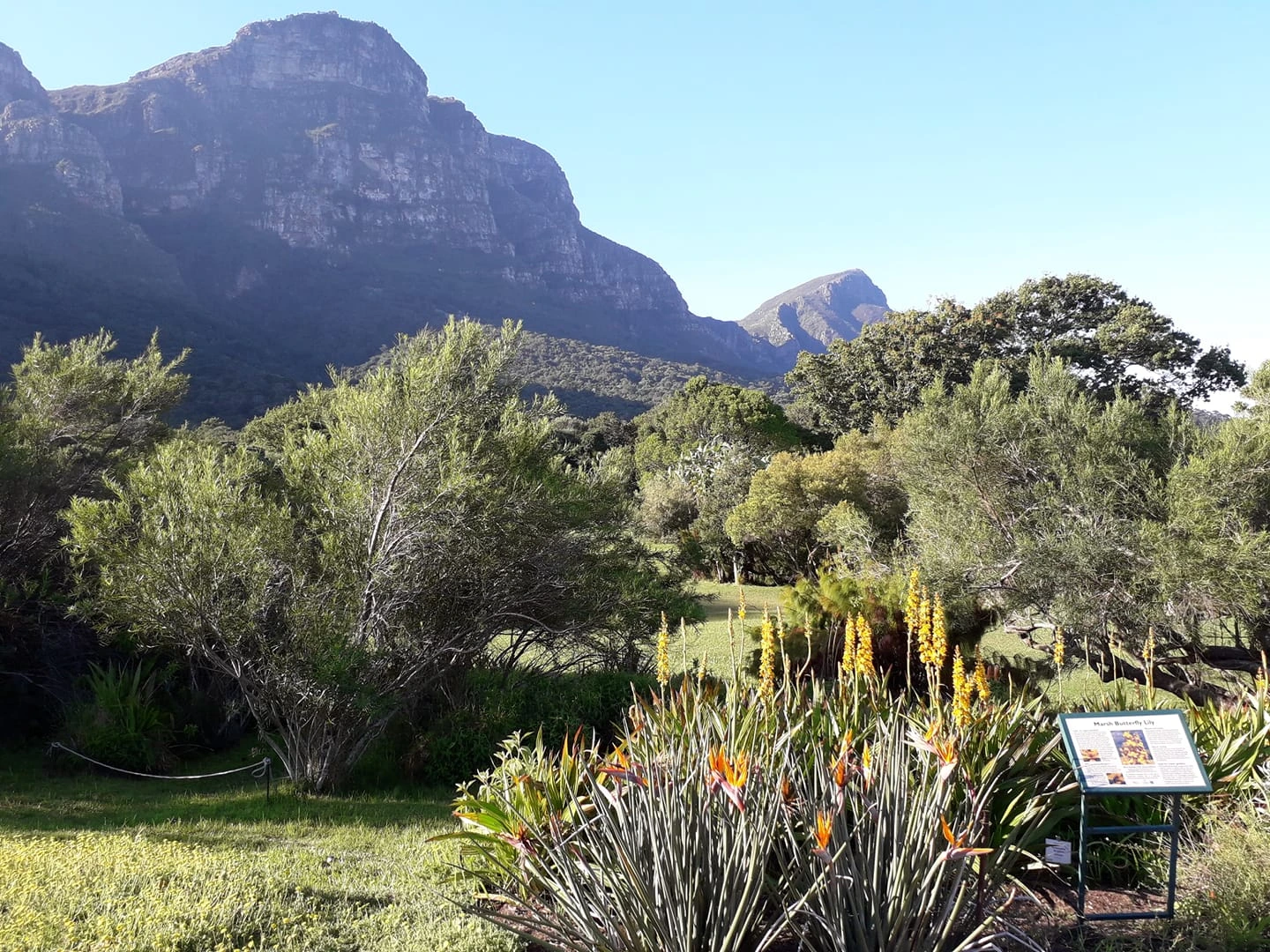 View of Kirstenbosch Botanical Gardens
