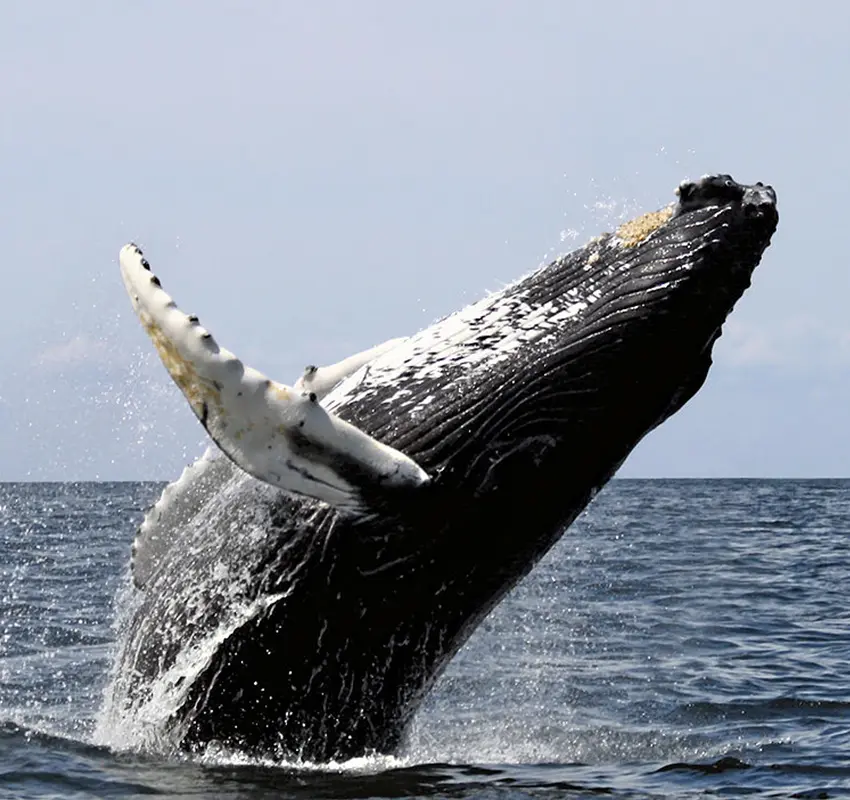 Whale Watching Tour