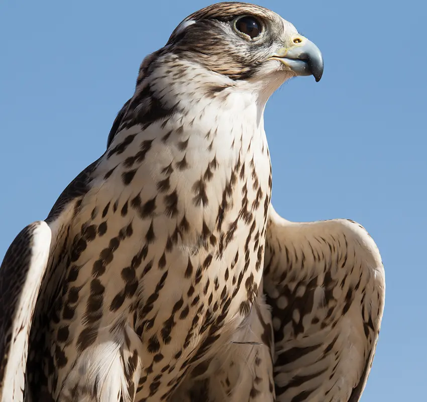 Niederwald Falconry Centre