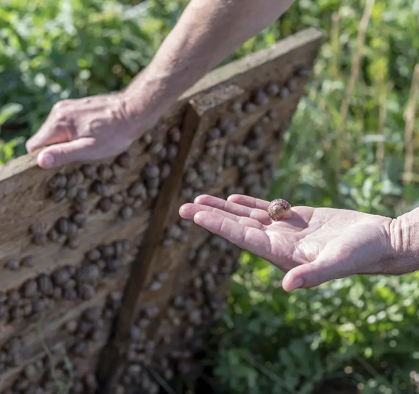 Les Escargots du Bocage