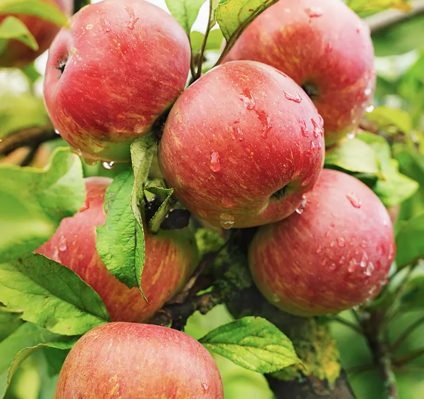 Natur' Pom