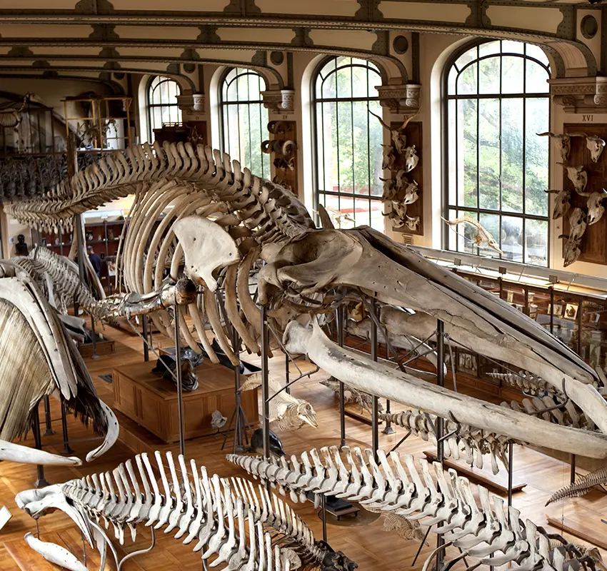 Tha Gallery of Evolution - Natural History Museum