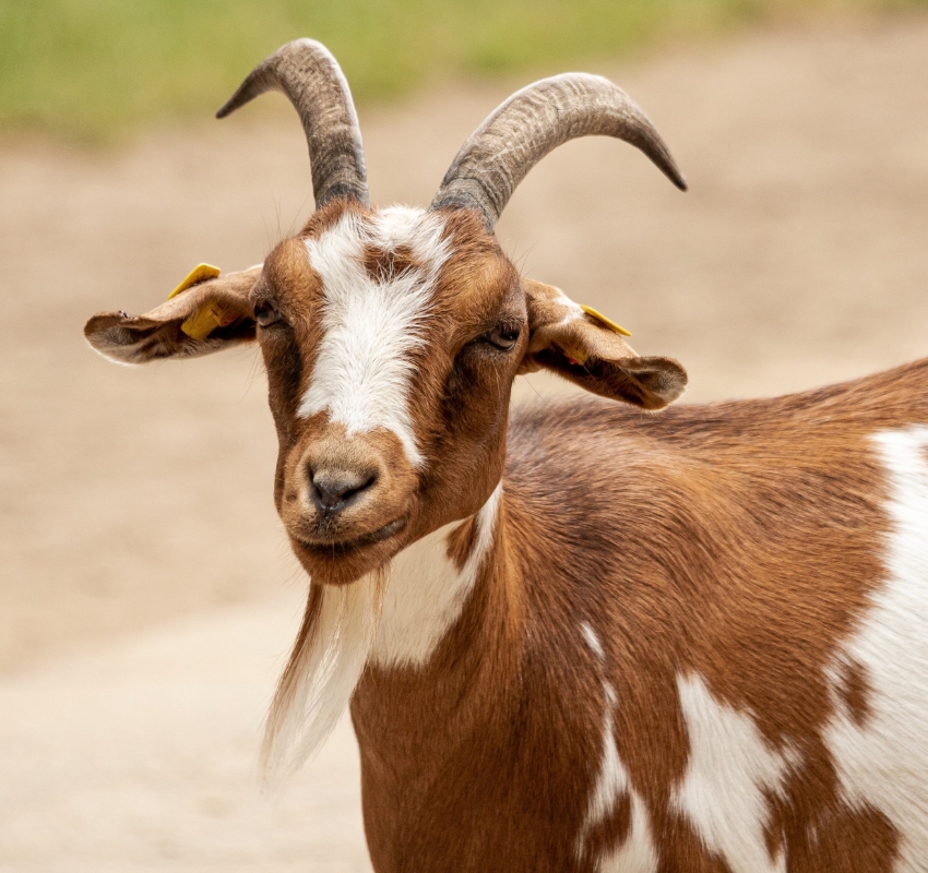 A red and white goat with curved horns