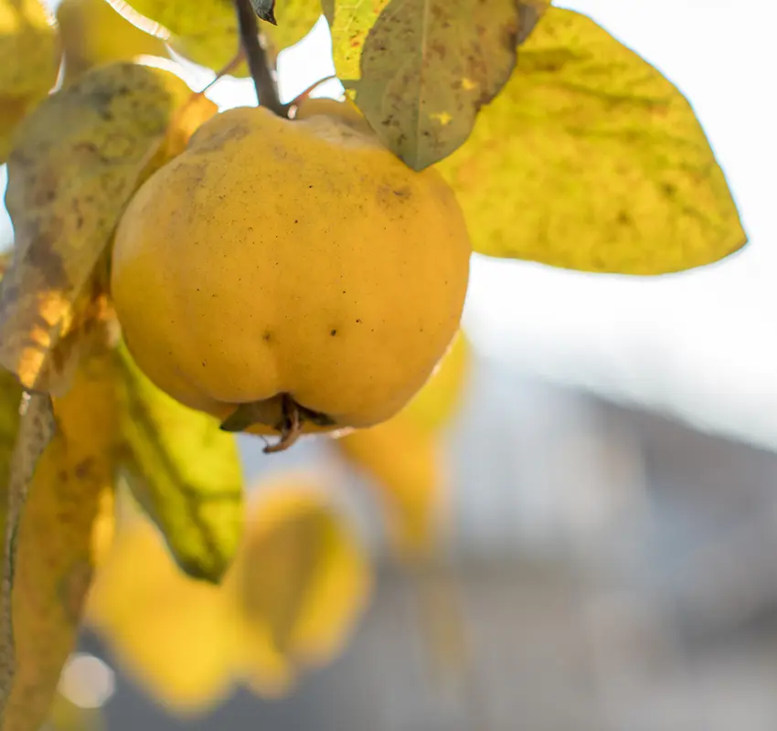 Close up of a ripe yellow quince on a tree