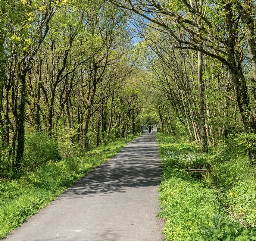 Leafy green trees along a cycle path on the Tarka Trail
