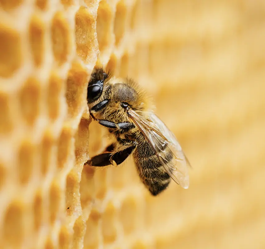 Bee Museum
