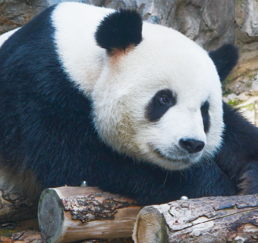 Picture of panda bear in Beijing Zoo