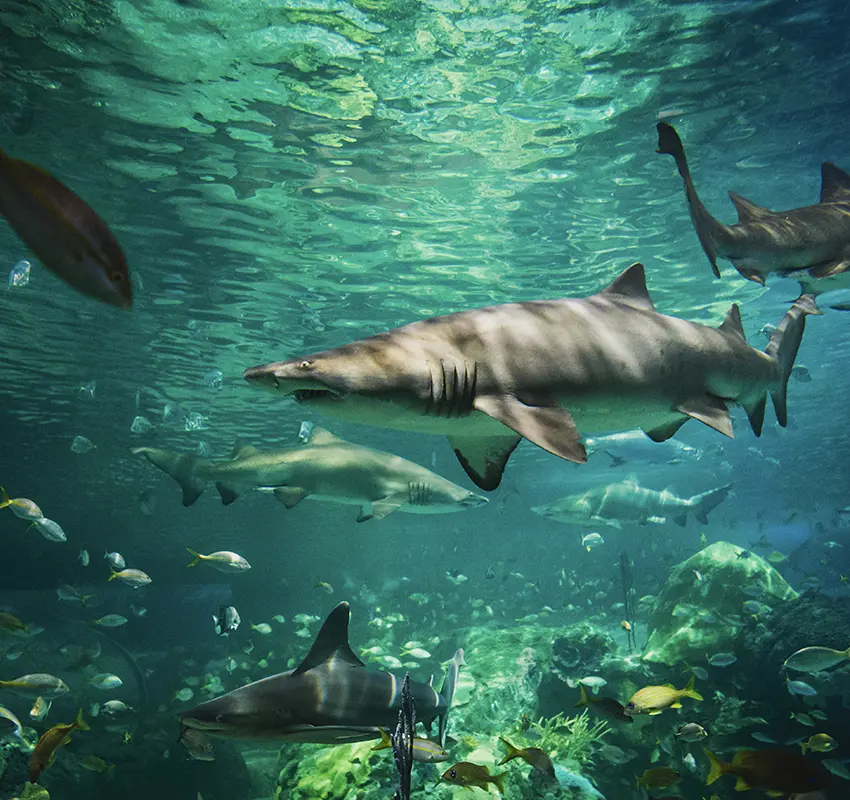 Ripley's Aquarium of Canada