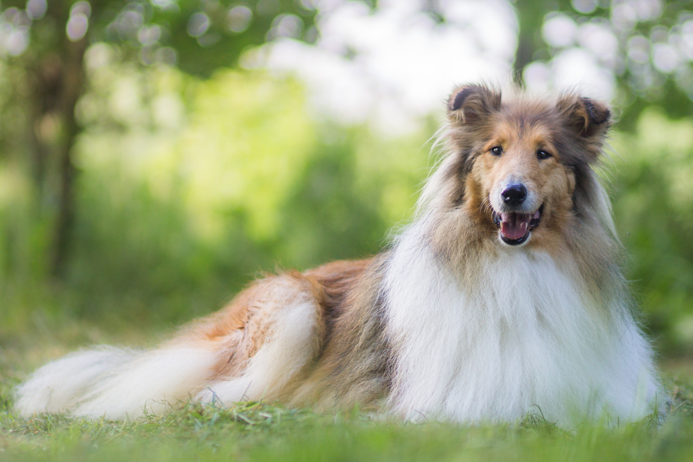 Lassie, The World's Most Famous Dog