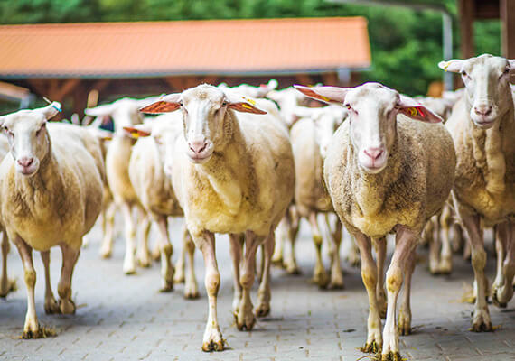Michaelshof im Schnelldurchlauf
