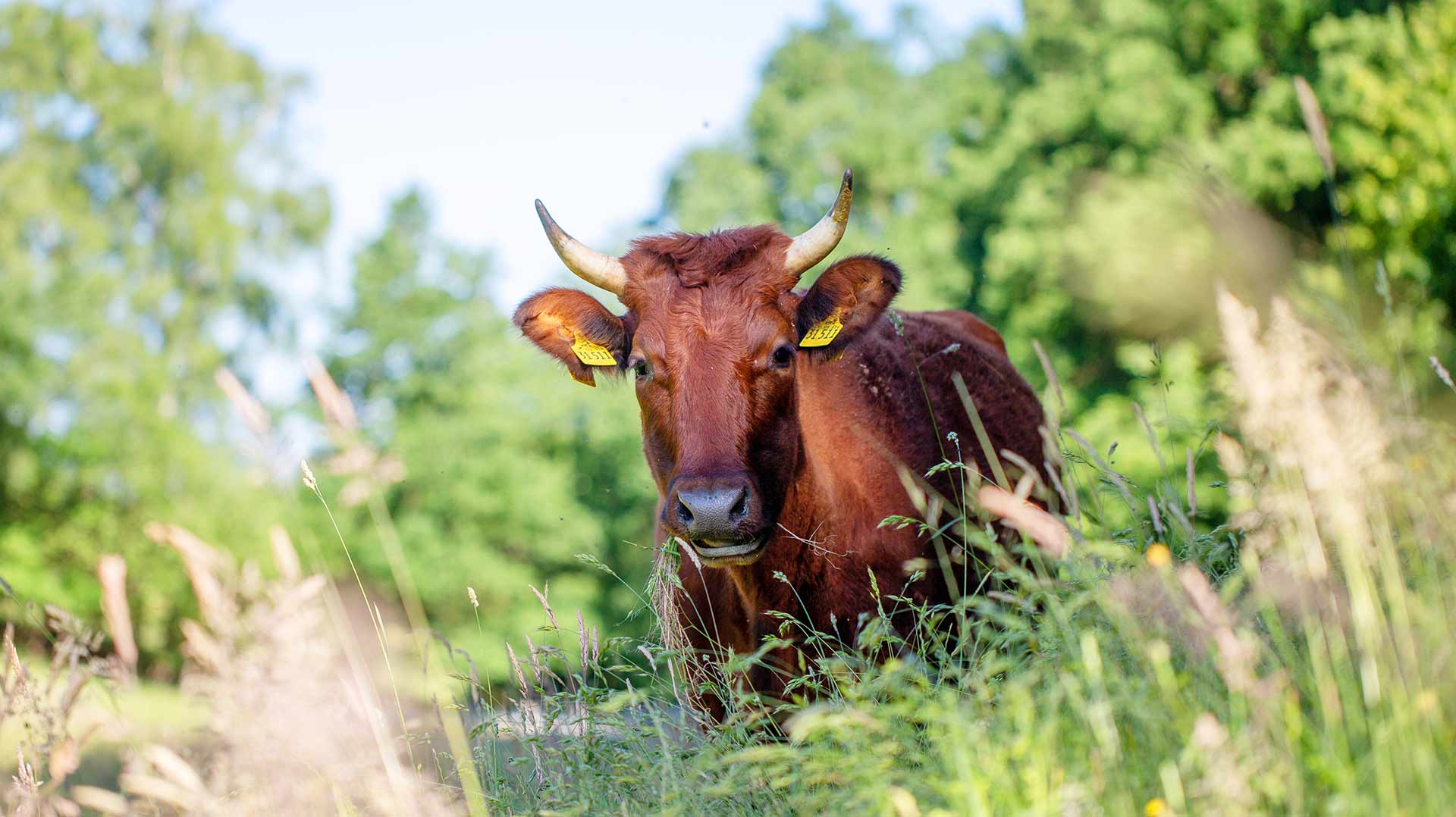 Ene mene miste, es rappelt in der Kiste