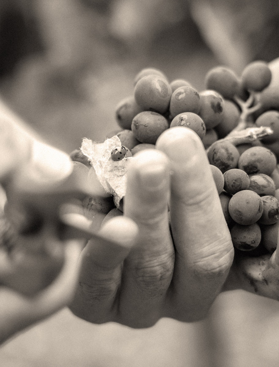 Quamm per Ordan Wine Selection, Portfolio