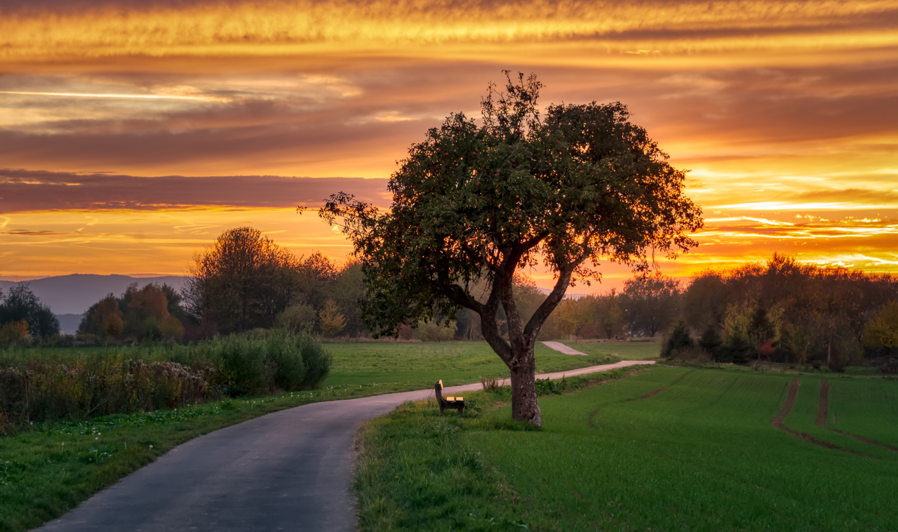 Tree on a field