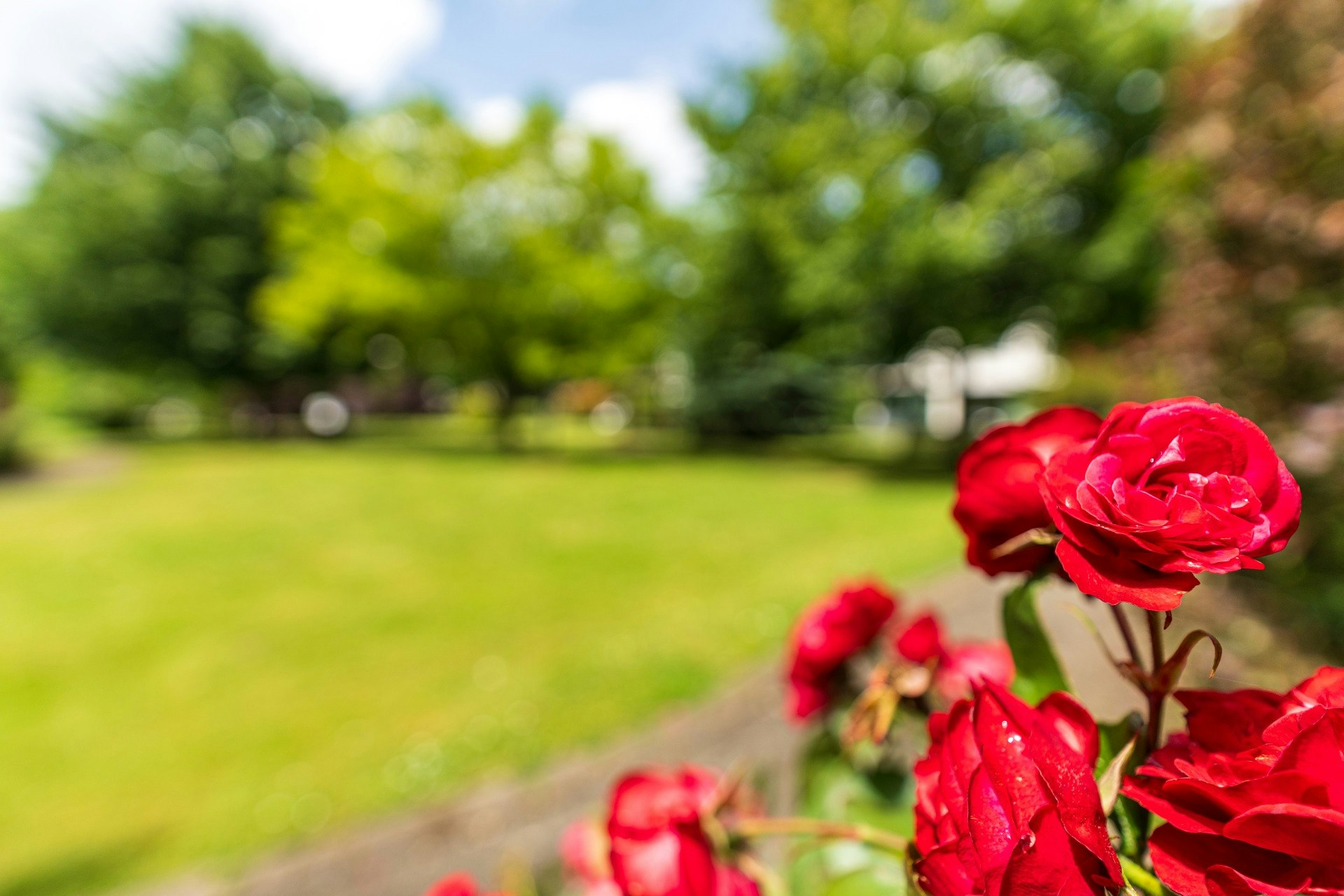 Rote Blumen