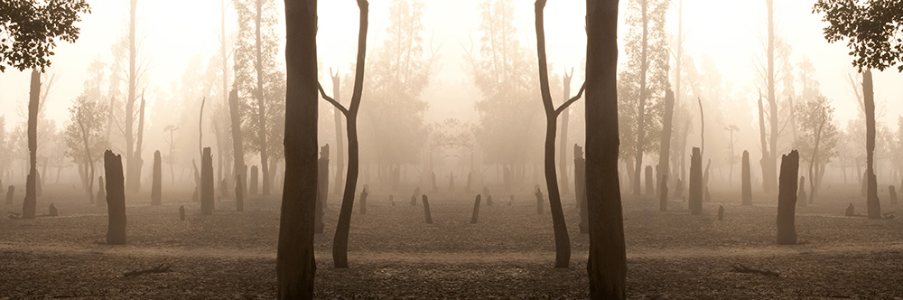 Mangroveträsket Sunderban 3
