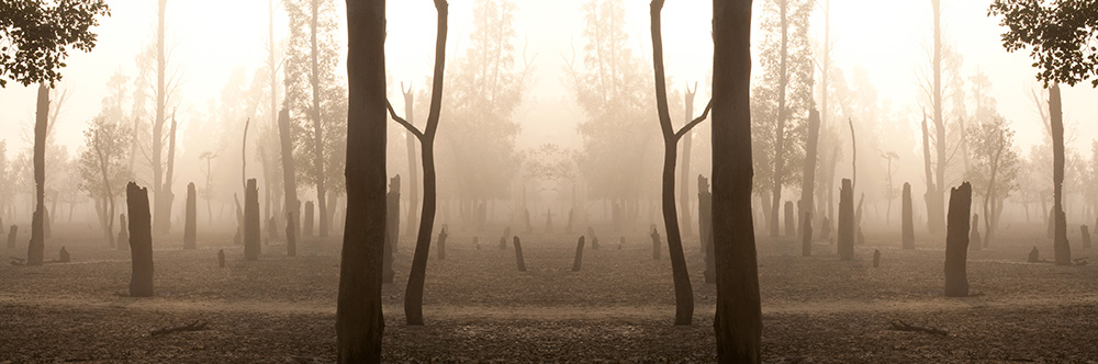 Mangroveträsket Sunderban 3