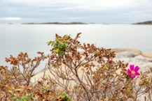 Sommarens faror – och så hanterar du dem Sommarens faror – och så hanterar du dem