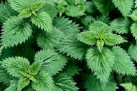 3 tips mot nässlor 3 tips mot nässlor