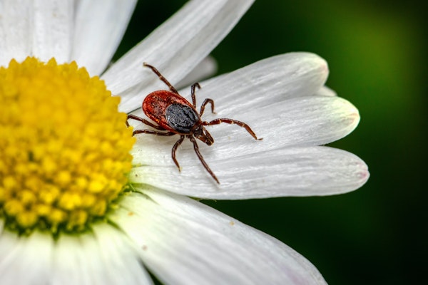 De 6 vanligaste frågorna kring borrelia och TBE