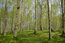 Jessica fick TBE: ”Kändes som att någon tryckte in järnspett i huvudet” Jessica fick TBE: ”Kändes som att någon tryckte in järnspett i huvudet”