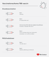 TBE-vaccinationsschema Vaccinationsschema för TBE-vaccin
