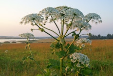 Så ska du göra om du blir bränd av en björnloka Så ska du göra om du blir bränd av en björnloka