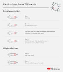 TBE-vaccinationsschema Vaccinationsschema för TBE-vaccin